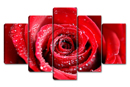 RED ROSE 2